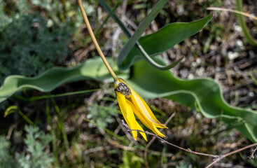 insects close-up on flowers in natural conditions on a spring day