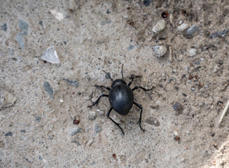 black large beetle in natural conditions on a spring day