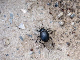 black large beetle in natural conditions on a spring day