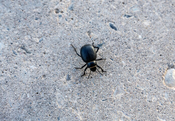 insects close-up on flowers in natural conditions on a spring day