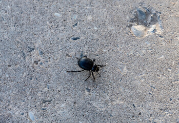 insects close-up on flowers in natural conditions on a spring day