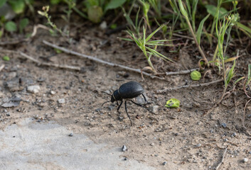 insects close-up on flowers in natural conditions on a spring day