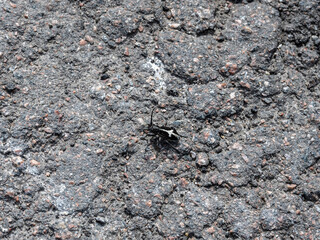 insects close-up on flowers in natural conditions on a spring day
