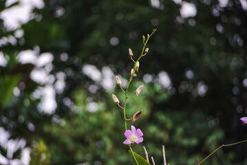purple and white orchids. orchid flowers. garden full of orchids with a clean sky and house in the background