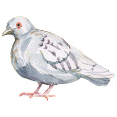 Pigeon birds hand drawn watercolor set park city animals feathers wings environment