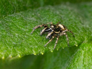 English Zebra Jumping Spider (Salticus cf scenicus)