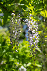 Close view of purple wisteria flowers