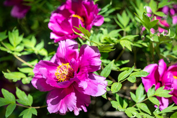 Pink peony flowers on a bush