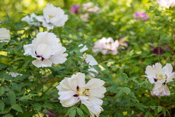 Obraz premium White flowers of tree peony