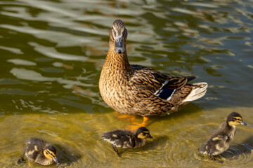 Obraz premium Duck with ducklings in the water