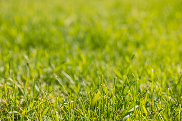 Fototapeta premium Green grass background. Green lawn in the morning.