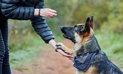 Animal training, outdoor and owner teaching dog respect, patience and obedience or trust with...