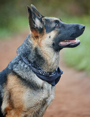 Dog, German shepherd and animal sitting for training, scent tracking or service companion in forest. Outdoors, hiking trail and pet waiting for command, teaching behaviour or obedience in Chicago