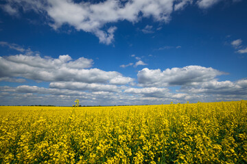 agricultural field with yellow rapeseed flowers, against a blue sky with white clouds, a bright spring landscape on a sunny day, a beautiful scene
