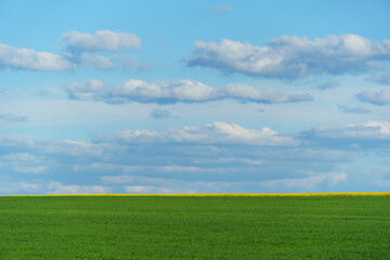 young green wheat sprouts agricultural field, bright spring landscape on a sunny day, blue sky as background