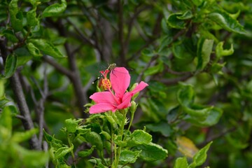 Close Up Of Hibiscus Flower In The Garden