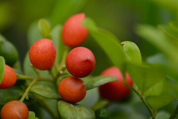 Close Up Photo Of Small Red Fruits In Bushes