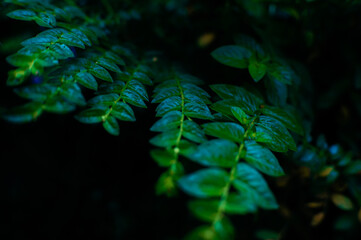 wet green leaves exposed to raindrops