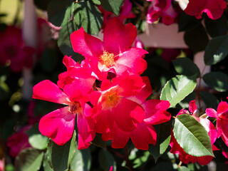 鮮やかな赤色の薔薇「カクテル」