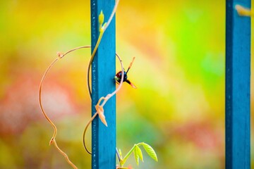 Photo Of Vine Plant Entangled The Fence And A Wasp 