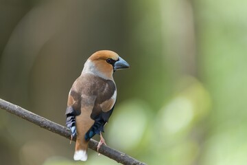 A beautiful male hawfinch sits on the branch.  Closeup portrait of a hawfinch.  Coccothraustes coccothraustes