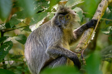 Silvered Leaf Monkey - Trachypithecus cristatus, beautiful primate with silver fur from mangrove and woodlands of Southeast Asia, Borneo, Malaysia.