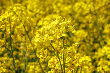 field of beautiful springtime golden flower of rapeseed with blue sky, canola colza in Latin...