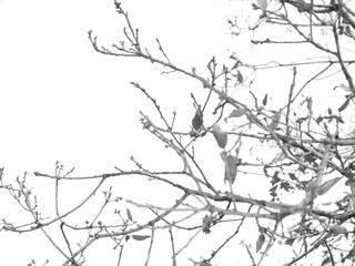 Background of dry branches on the tree.