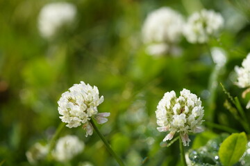 白いシロツメクサの花