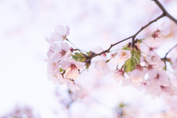 桜の開花