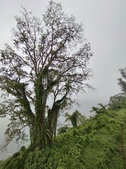 Bali Island : tree on the hill