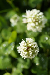 白いシロツメクサの花