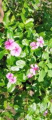 Madagascar Periwinkle Plant