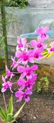 Cooktown Orchid Plant