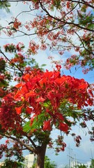 Close up of flamboyant blooming in sunny day at Mekong Delta Vietnam known  as Royal poinciana or Mohur tree.