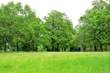 a grassland with green oak trees and wooden pavilion