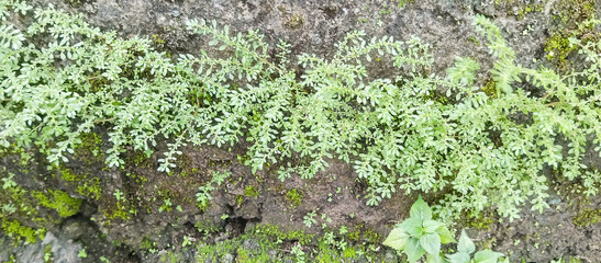 Green grass grows on the stone