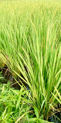 Rice plants are paddy fields