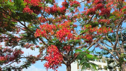 Close up of flamboyant blooming in sunny day at Mekong Delta Vietnam known  as Royal poinciana or...
