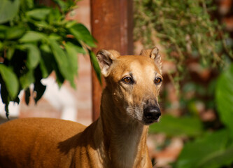 Portrait of a beige galgo dog