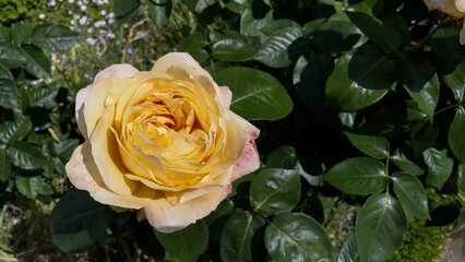 single yellow rose in the garden - Stock Photo