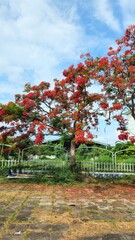 Flamboyant flowers blooming and high school at Can Tho city, Vietnam known as Royal poinciana or Mohur tree.