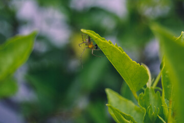 Close Up Photo Of A Spider Walking On Leaves
