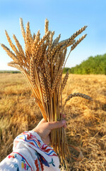 Wheat field harvest and farmer in ethnic dress hold ripe wheat straws and old sickle in hands....