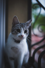 cute cat © mortexsw