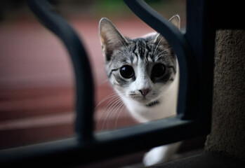 cute kitty  © mortexsw
