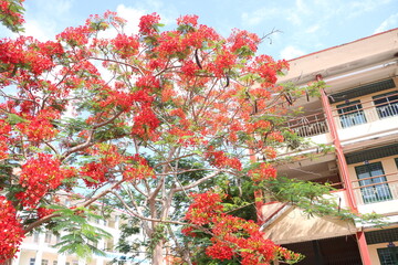 Obraz premium Flamboyant flowers blooming and high school at Can Tho city, Vietnam.
