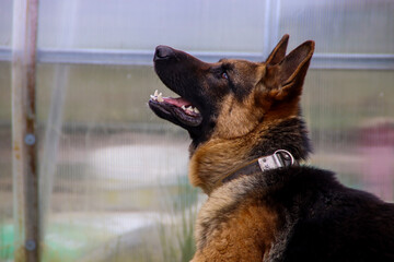 german shepherd dog