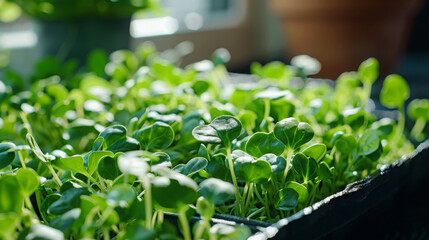Close-up of vibrant fresh sprouts flourishing in sunshine
