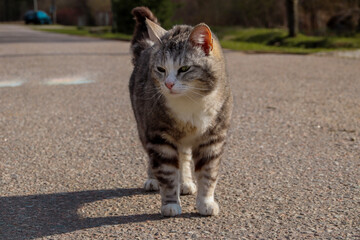 Naklejka premium cat on the street